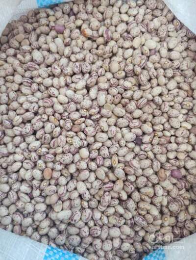 فروش لوبیا چیتی