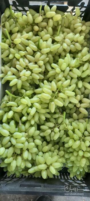 خارج فصل انگور