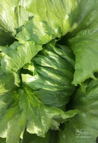 فروش کاهو ایسبرگ