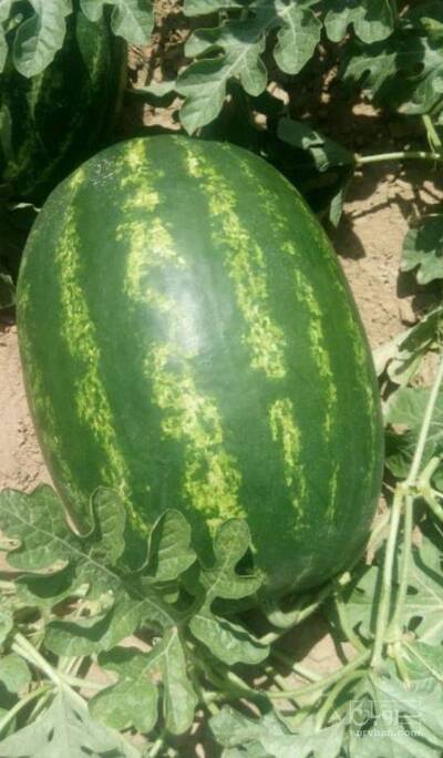 فروش هندوانه بیضی صادراتی