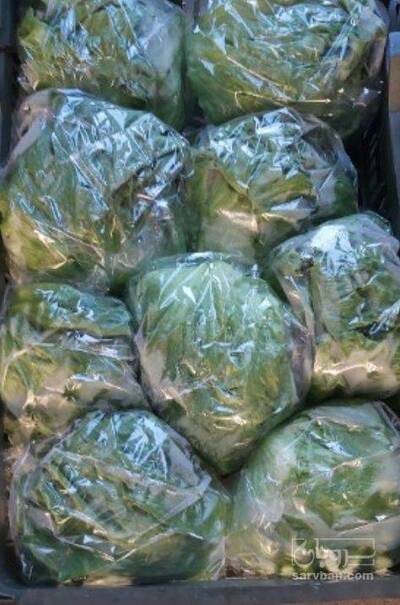 فروش کاهو ایسبرگ