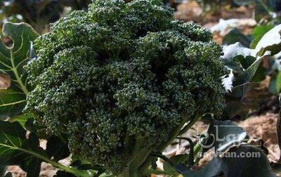 فروش کلم بروکلی