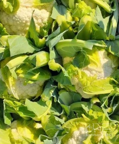 فروش گل کلم