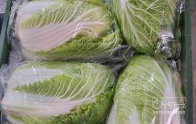 فروش کاهو چینی