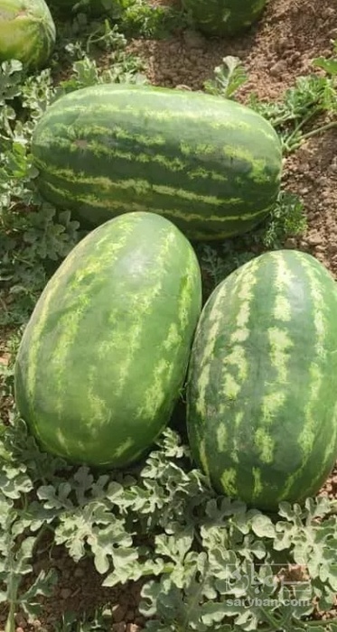 فروش هندوانه بیضی