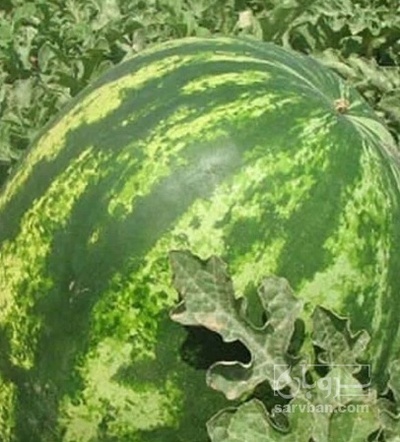 فروش هندوانه گرد