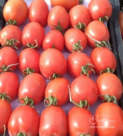 فروش گوجه فرنگی بروبیو