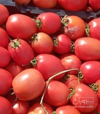 فروش گوجه فرنگی متین