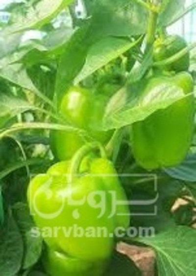 فروش فلفل دلمه ای