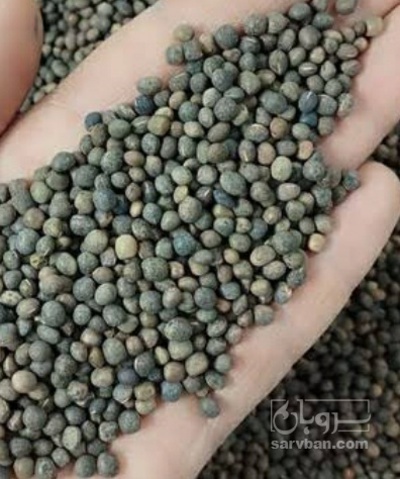 فروش قره ماش (ماش سیاه)