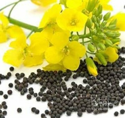 فروش کلزا