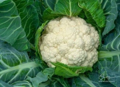 فروش گل کلم