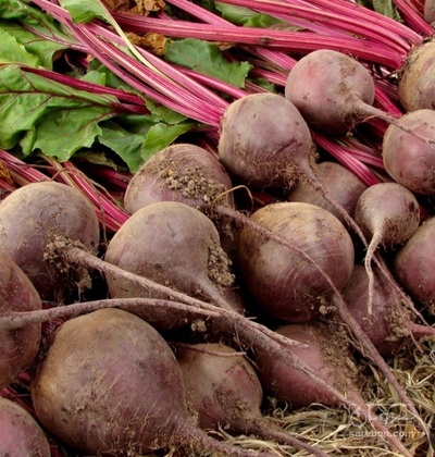 فروش چغندر لبو