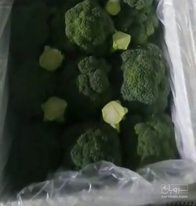 فروش کلم بروکلی