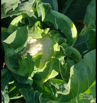 فروش گل کلم