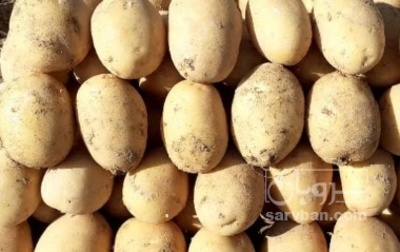فروش سیب زمینی جلی