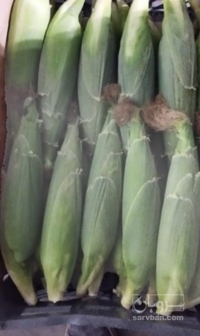 فروش ذرت مکزیکی