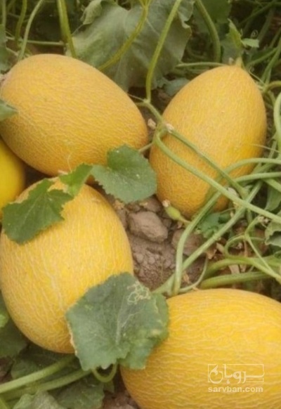 فروش خربزه راک