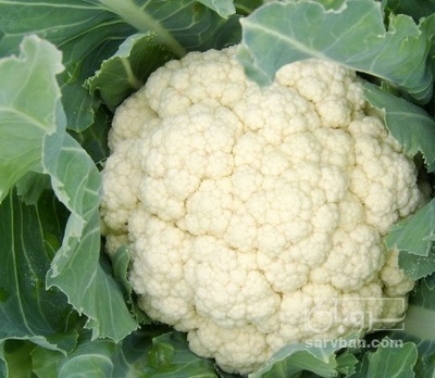 فروش گل کلم