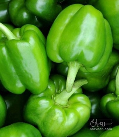 فروش فلفل دلمه ای سبز