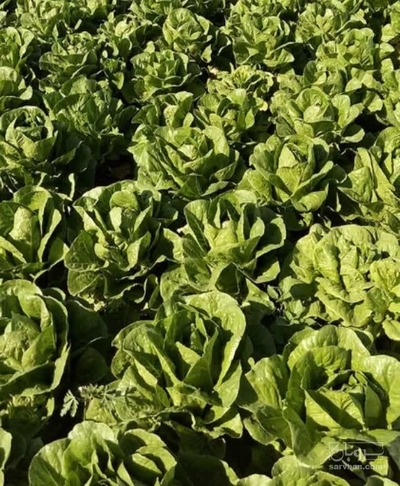 فروش کاهو سالادی