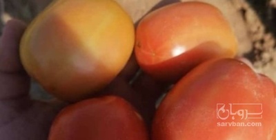 فروش گوجه فرنگی هوای ازاد