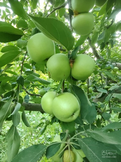 فروش سیب سبز