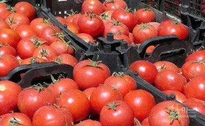 فروش گوجه فرنگی