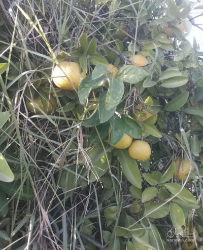 فروش گریپ فوروت