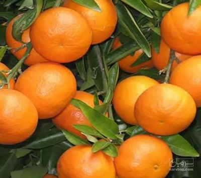 فروش نارنگی کینو