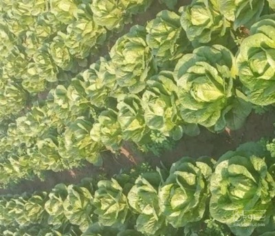 فروش کاهو سالادی