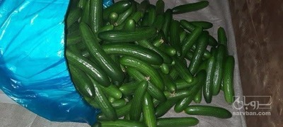 فروش خیار گلخانه ای