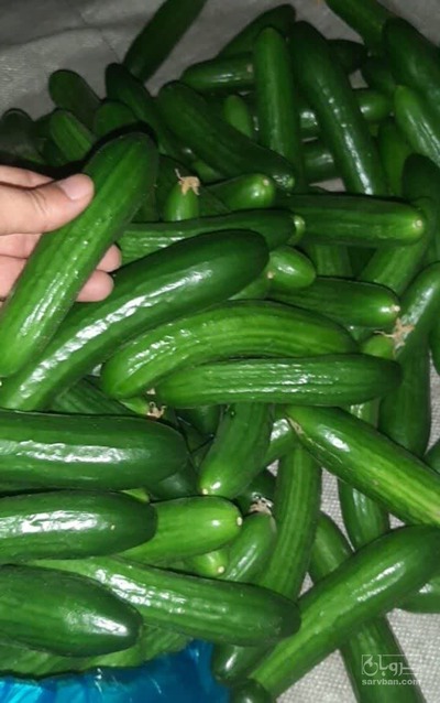 فروش خیار گلخانه ای 2