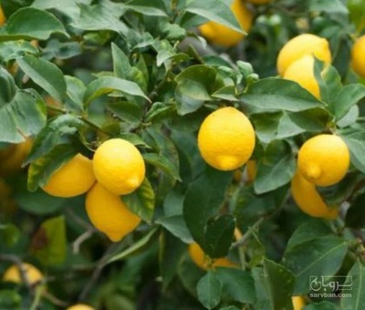 فروش لیمو سنگی