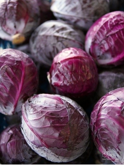 فروش کلم برگی قرمز