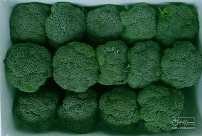 فروش کلم بروکلی