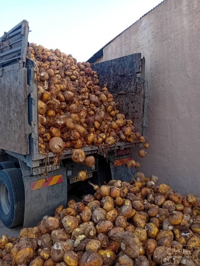 فروش چغندر علوفه ای