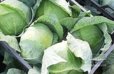 فروش کلم برگی سفید