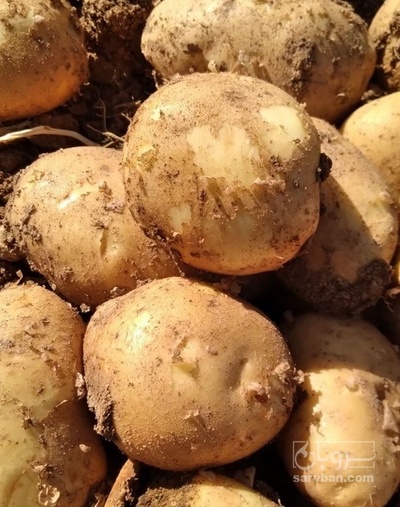 فروش سیب زمینی اگریا