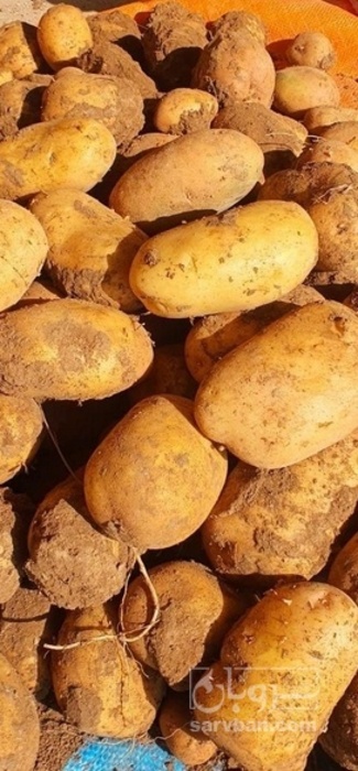 فروش سیب زمینی اسپریت