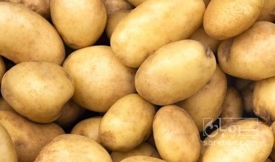 فروش سیب زمینی بامبا