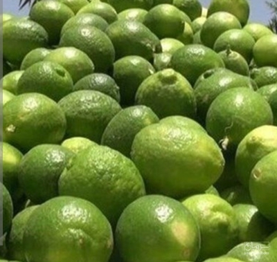 فروش لیموترش