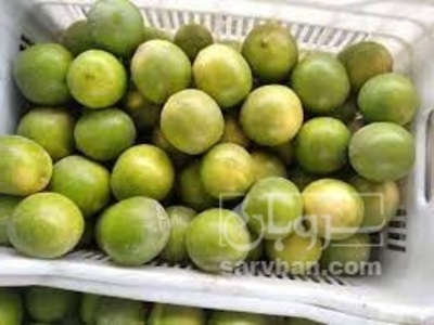 فروش لیمو شیرین