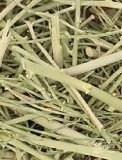 فروش خارشتر