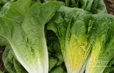 فروش کاهو رسمی