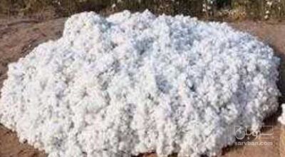 فروش پنبه