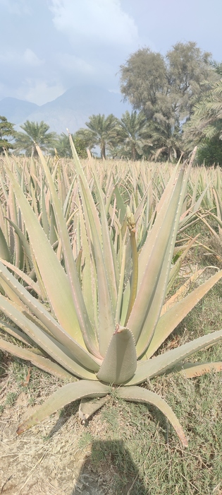 فروش  برگ آلوئه ورا