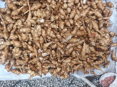 فروش سیب زمینی ترش