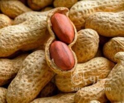 فروش بادام زمینی