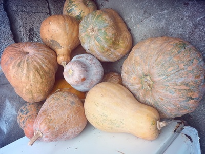 فروش کدو حلوایی